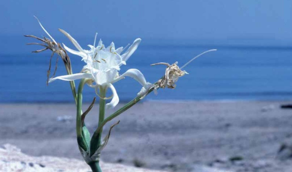 Un ejemplar de flor azucena de mar en la provincia de C&aacute;diz.