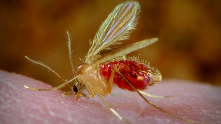 El hospital Ramón y Cajal se reafirma como Centro Colaborador de la OMS en leishmaniasis