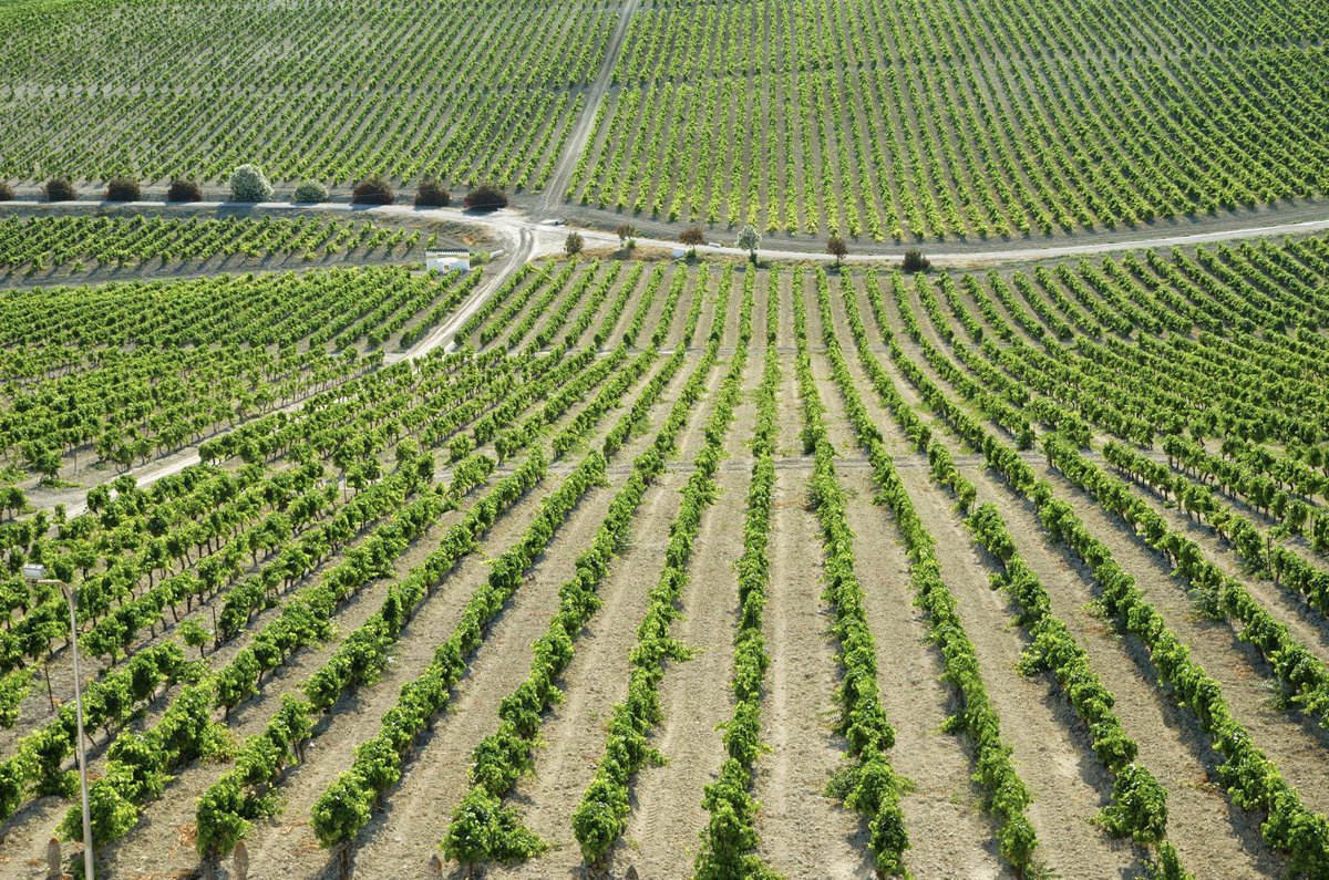 La vendimia en el Marco de Jerez (Cádiz) comenzará con una reducción del 30% en su producción