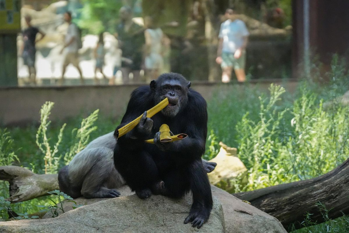 El zoológico de Barcelona ofrece helados a sus animales para combatir el calor