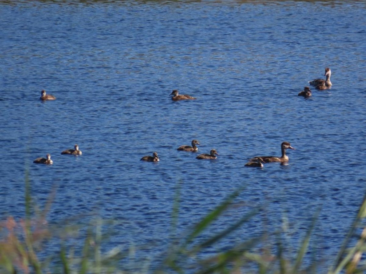 La optimización del agua en el Parque de Las Tablas logra un récord histórico en aves acuáticas