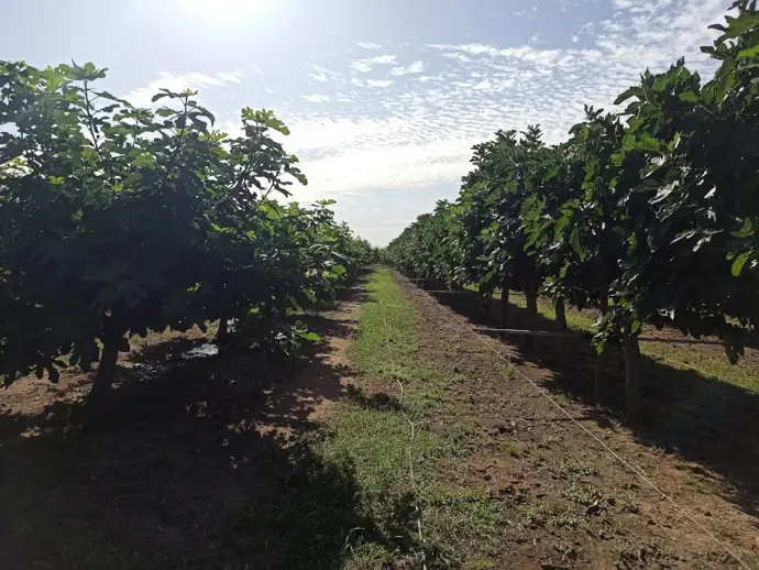 Cicytex se une a un proyecto para promover las ventajas de la agrosilvicultura con la higuera