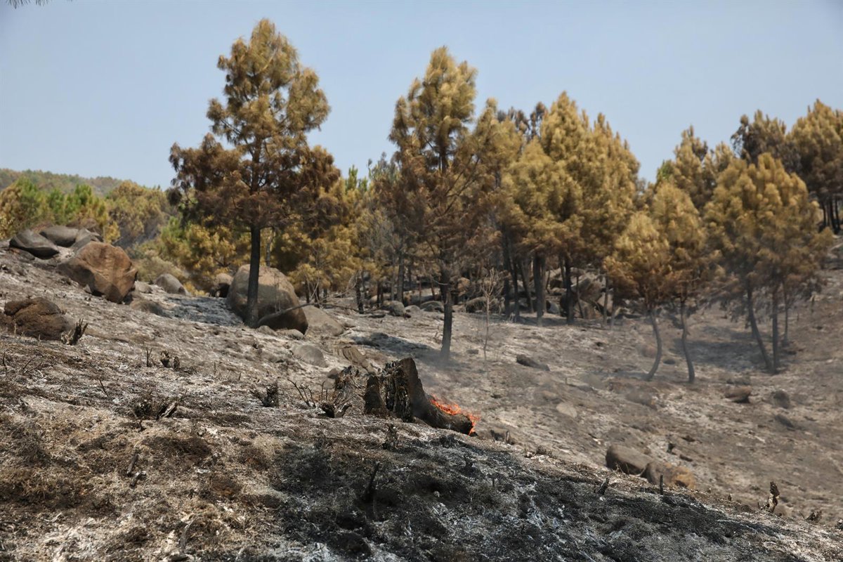 CyL declara una alerta por riesgo de incendios forestales del 9 al 12 de agosto