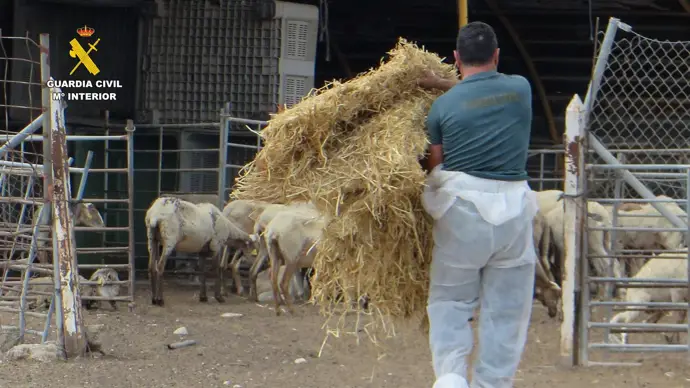La Guardia Civil arresta a un agricultor en Mula por un caso serio de maltrato y abandono animal