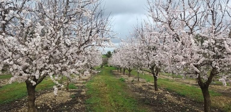 El Govern invertirá seis millones en la compra de una finca para investigación agrícola