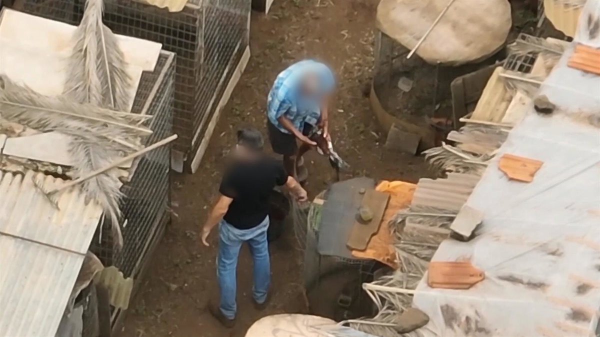 Cinco personas son investigadas por practicar corte ilegal de crestas a gallos en Tenerife