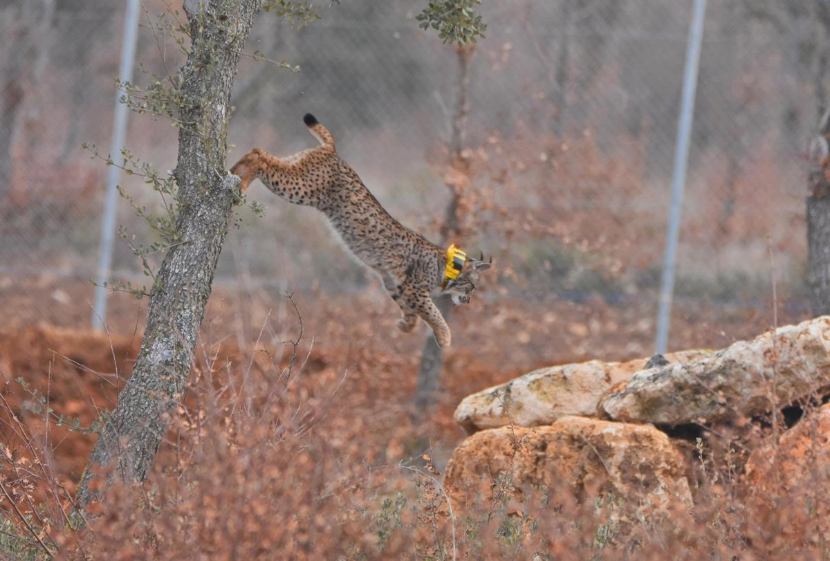 Muere ahogado Vuelvepiedras, el primer macho de lince ibérico liberado en Cerrato Palentino
