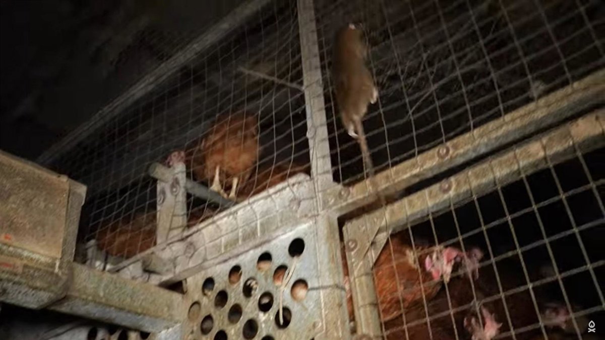 La granja avícola de Llucmajor denunciada reducirá su capacidad en un tercio