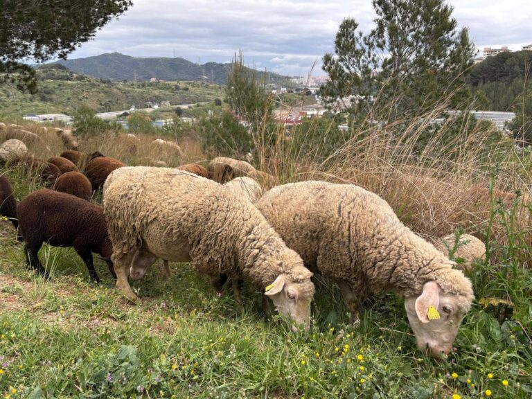 La trashumancia en La Rioja avanza: el BOE aprueba su solicitud como Bien de Interés Cultural