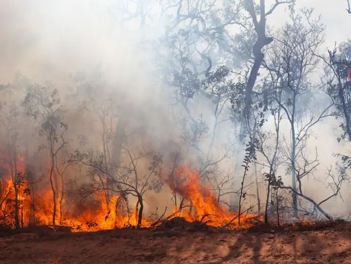Los incendios en Extremadura arrasan árboles milenarios y amenazan aves en peligro de extinción