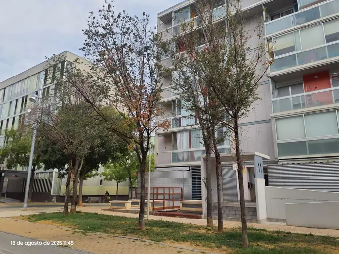 El Ayuntamiento de Zaragoza intervendrá en seis árboles de Valdespartera afectados por una plaga