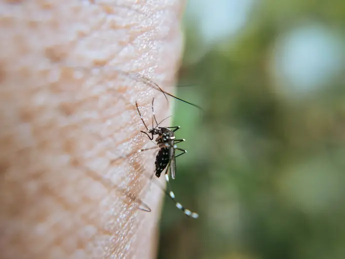 El SES informa sobre un segundo caso de fiebre del Nilo Occidental en Extremadura