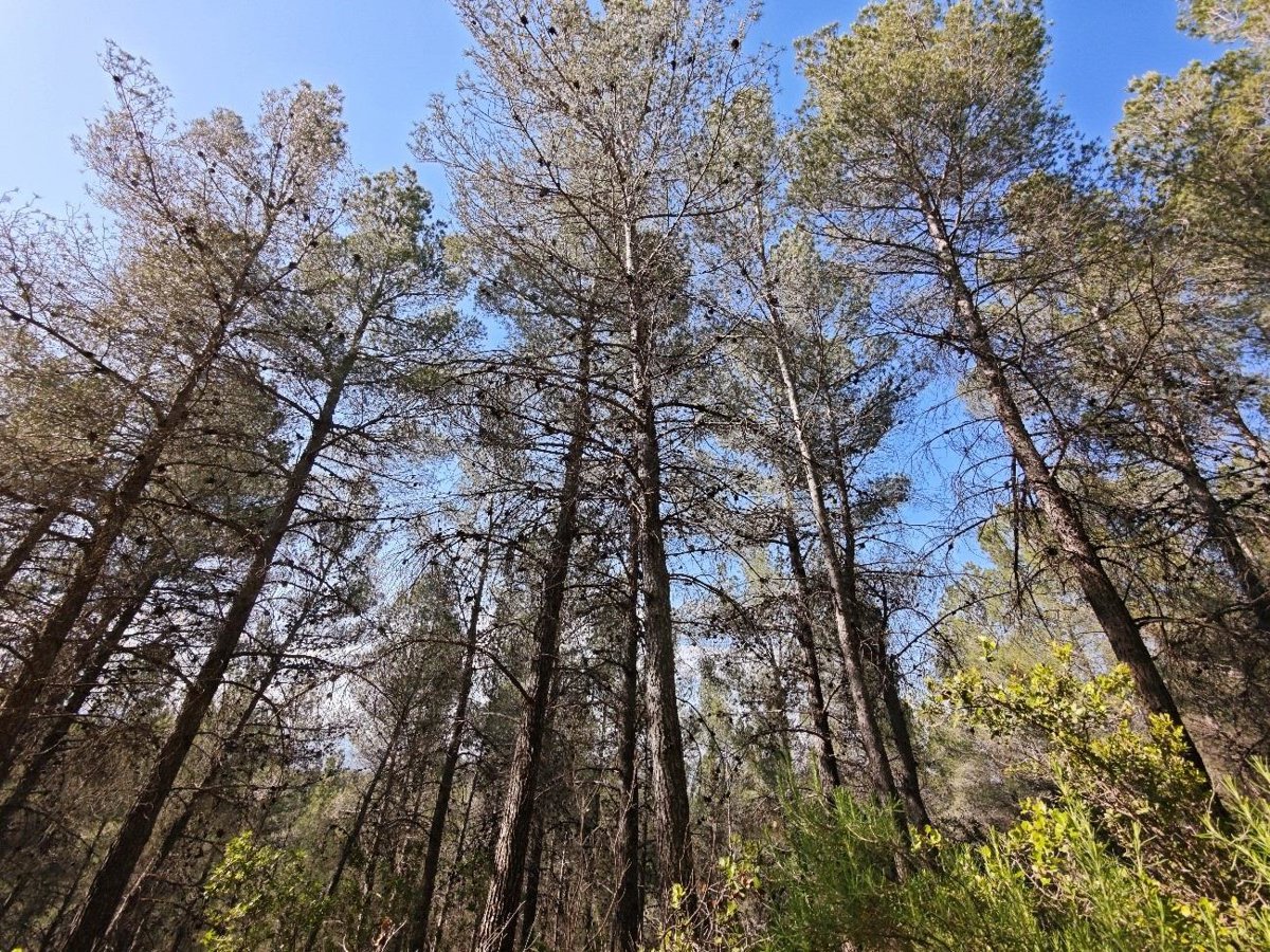 La Comunidad lanza un proyecto piloto para proteger los bosques de la Región ante las sequías
