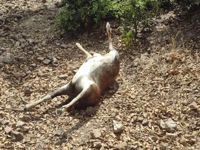La Guardia Civil detiene a dos cazadores furtivos tras matar a tres muflones en Monterrubio de la