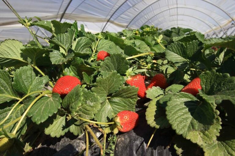Andalucía destaca en exportaciones hortofrutícolas, superando los 5.000 millones de euros en el