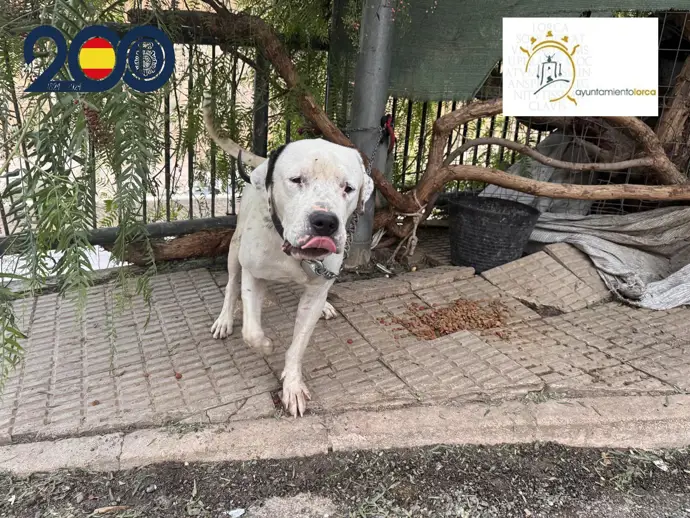 Indagan en Lorca a mujer por dejar a su perro amarrado al sol sin agua ni comida