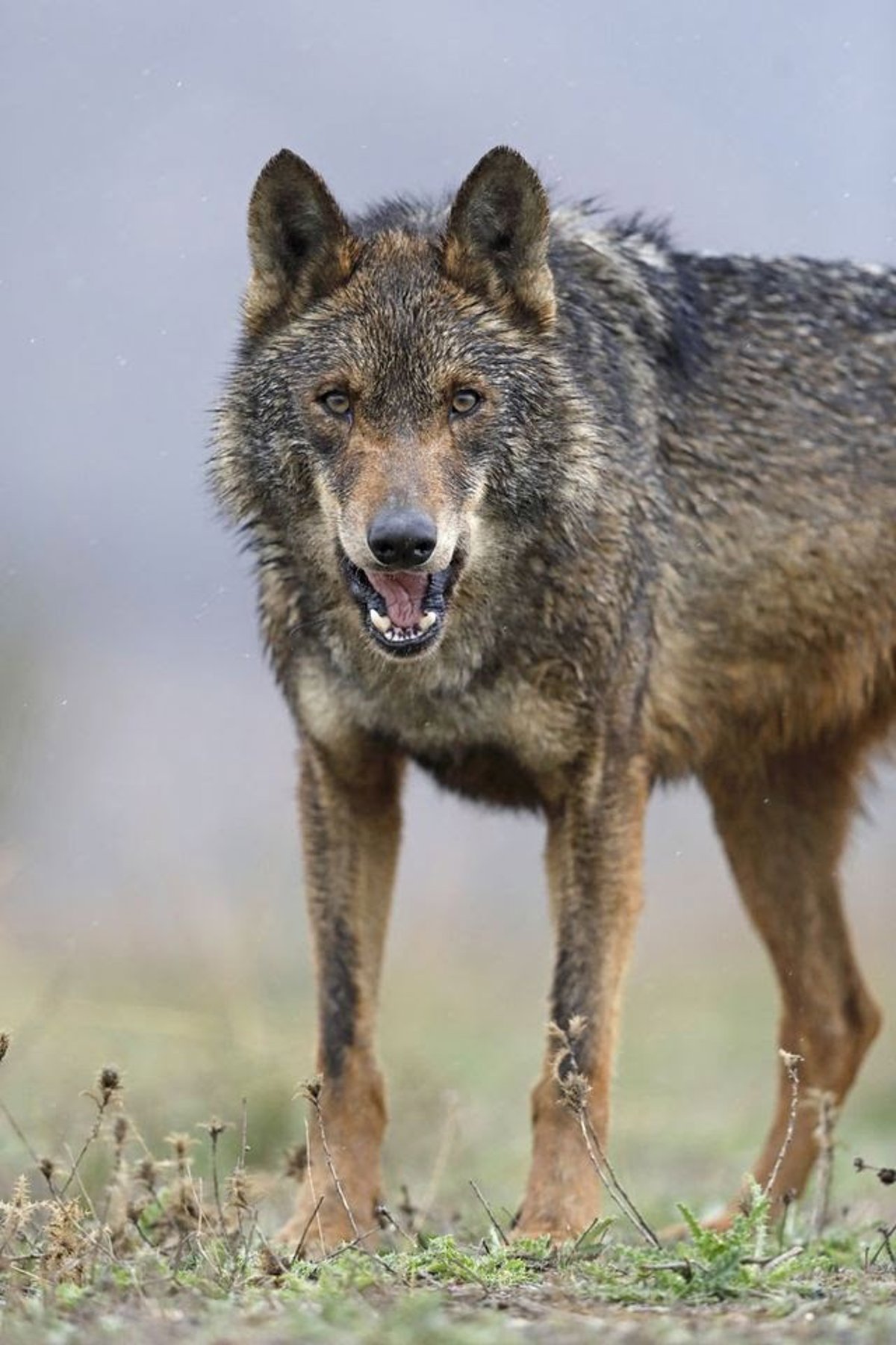UPA expresa su preocupación por los ataques de lobos al ganado en la zona de las 7 Villas