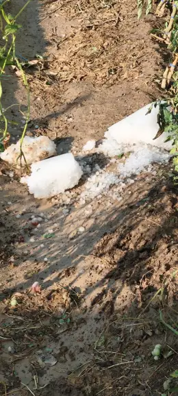 La tormenta causa daños en el Campo de Cariñena, afectando hasta el 75% de la cosecha agrícola