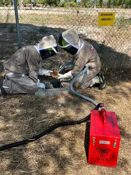 Los bomberos de Zaragoza retiran un enjambre de alrededor de 20.000 abejas en Valdespartera