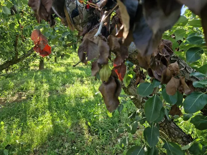 Agricultura ofrece subvenciones para fincas de peral y membrillero dañadas por el fuego bacteriano