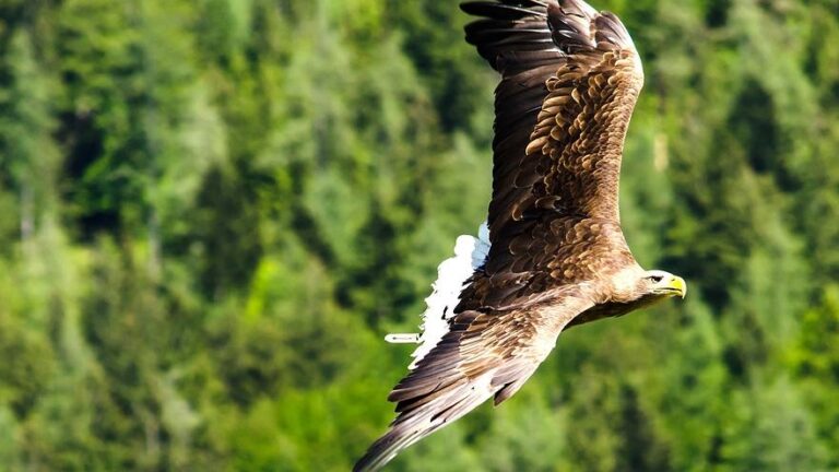 La Comunidad de Madrid, elegida por turistas y amantes, es ideal para observar 240 especies de aves