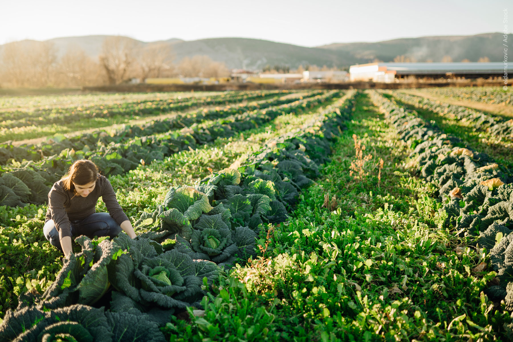 El Parlamento se pronuncia sobre el futuro de la política agrícola de la UE