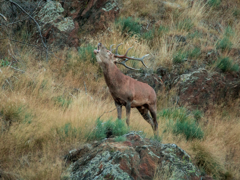 La poderosa llamada del ciervo resuena en el bosque, atrayendo la atención de los demás animales