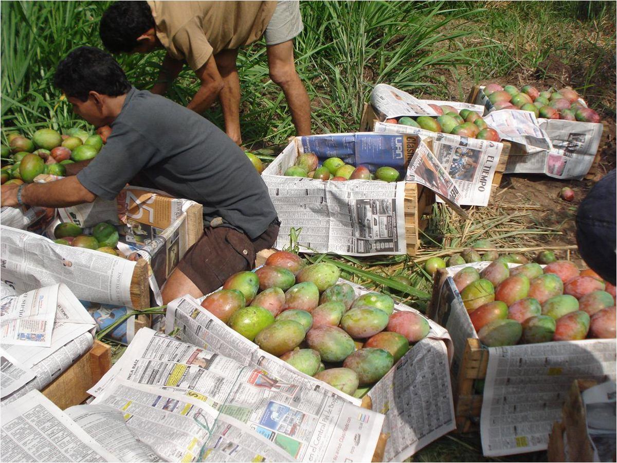 Productores de mango se quejan de que reciben 80 céntimos por kilo, mientras los consumidores
