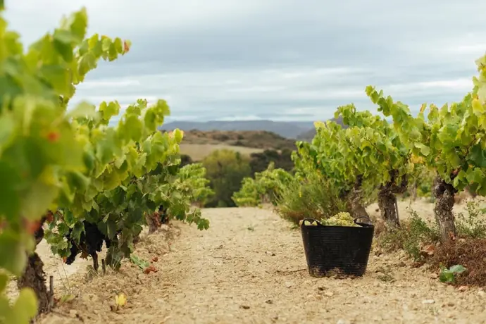 La DOCa Rioja muestra una evolución adecuada en los niveles de graduación de la uva