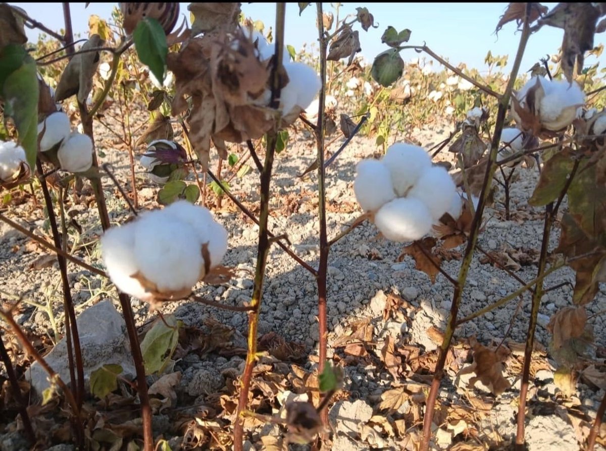 COAG Andalucía advierte sobre el irreversible retroceso del cultivo de algodón: "Los precios no