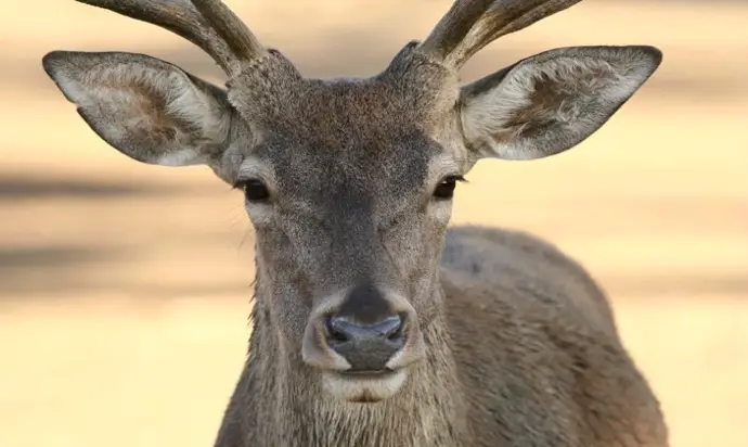 La berrea del ciervo atrae a numerosos visitantes al Parque Nacional de Monfragüe cada otoño