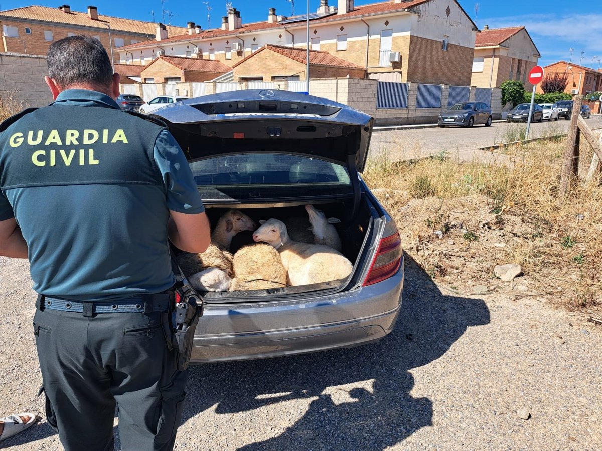 Sorprendidos en Castejón con cuatro ovejas vivas en el maletero de un coche
