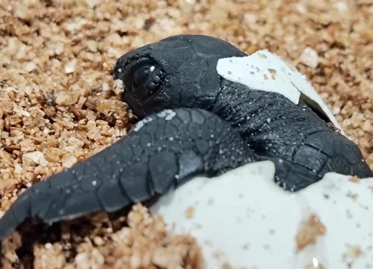Nacen las primeras crías de tortuga marina del nido en la playa de Can Pere Antoni