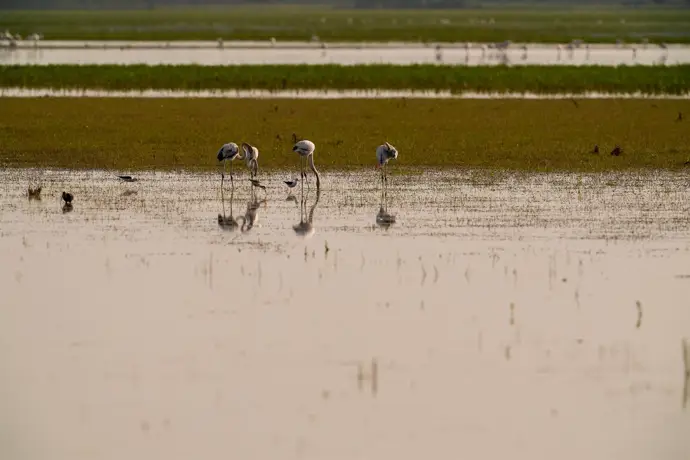 Se activa el protocolo de prevención para aves silvestres por riesgo de gripe aviar en Doñana