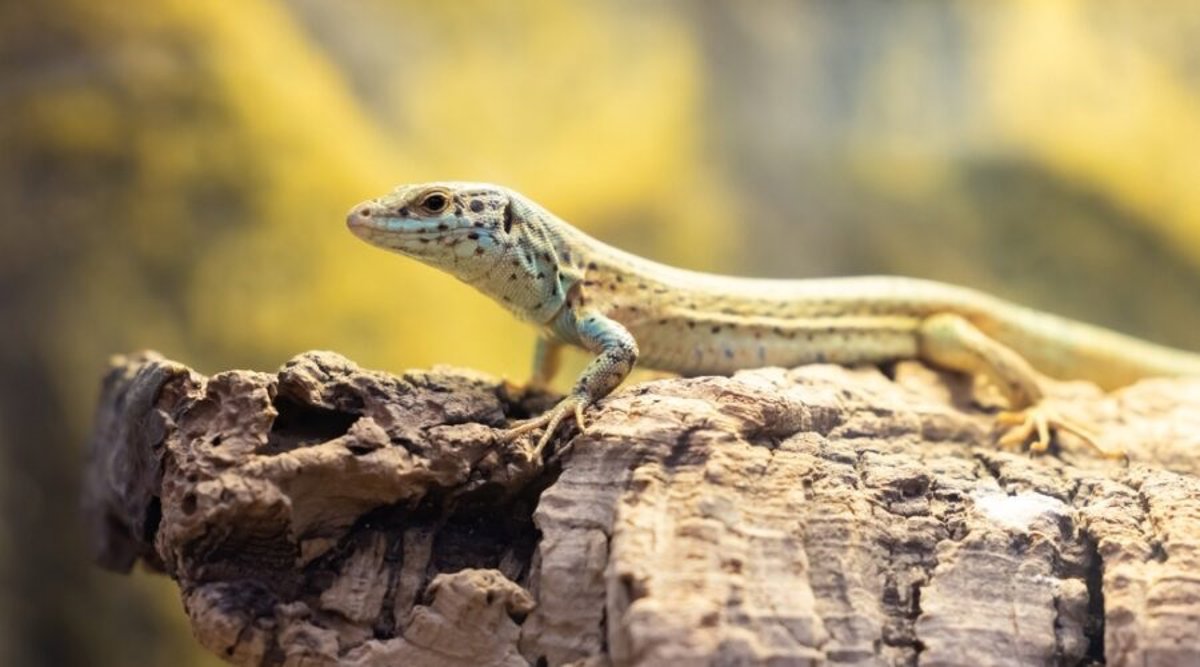La llegada de serpientes a Ibiza y Formentera amenaza la supervivencia de la sargantana