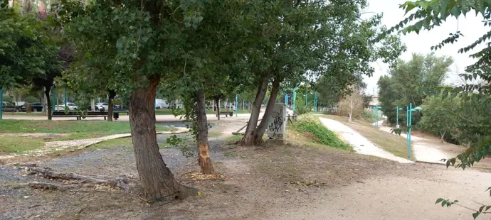 Zaragoza cuida los árboles de las riberas frente a los daños ocasionados por castores