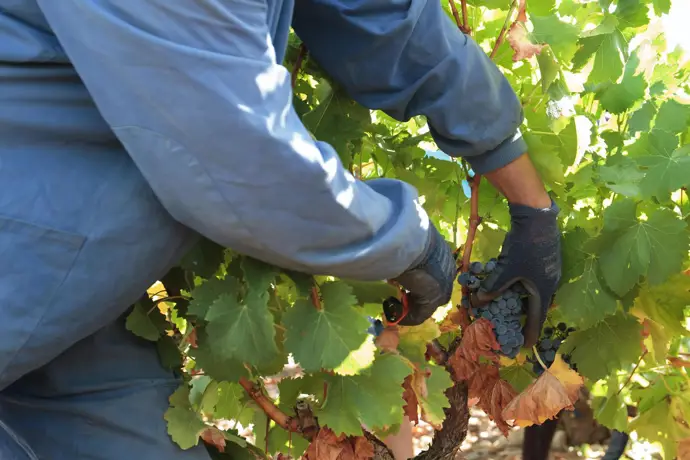 Agricultura concede ayudas definitivas a 764 viticultores para mejorar la comercialización de sus