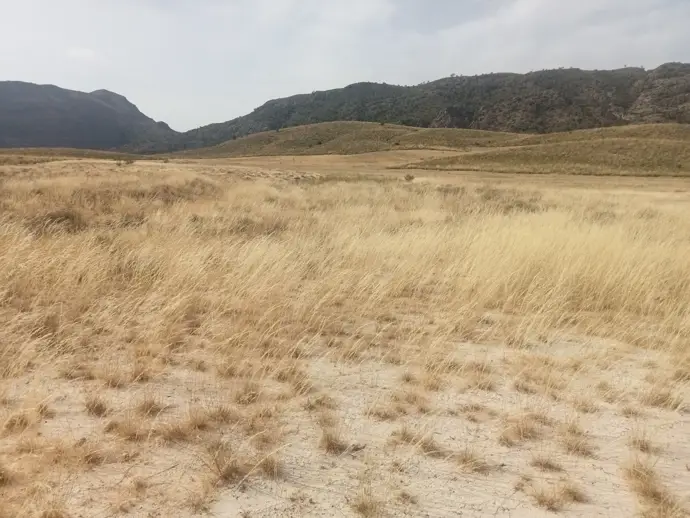 Medio Ambiente restaurará 7,45 hectáreas en montes públicos de Calasparra para mejorar el