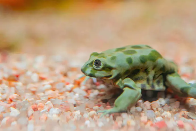 El acuario Poema del Mar (Gran Canaria) incorpora ranas del Titicaca en su túnel de anfibios