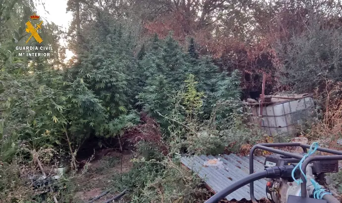 Detenida una mujer en La Codosera por tener 44 plantas de marihuana en un cercado de su casa