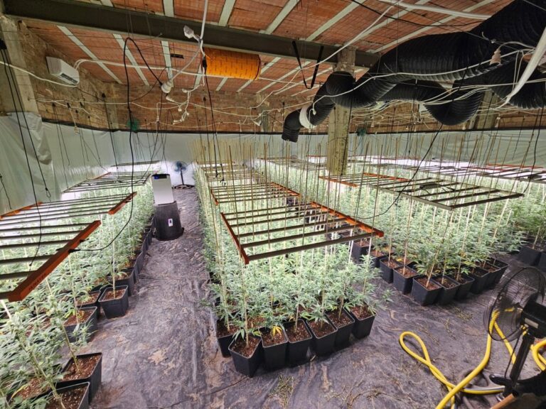 Detenido un hombre en Guadalcázar (Córdoba) con 768 plantas de marihuana en su poder