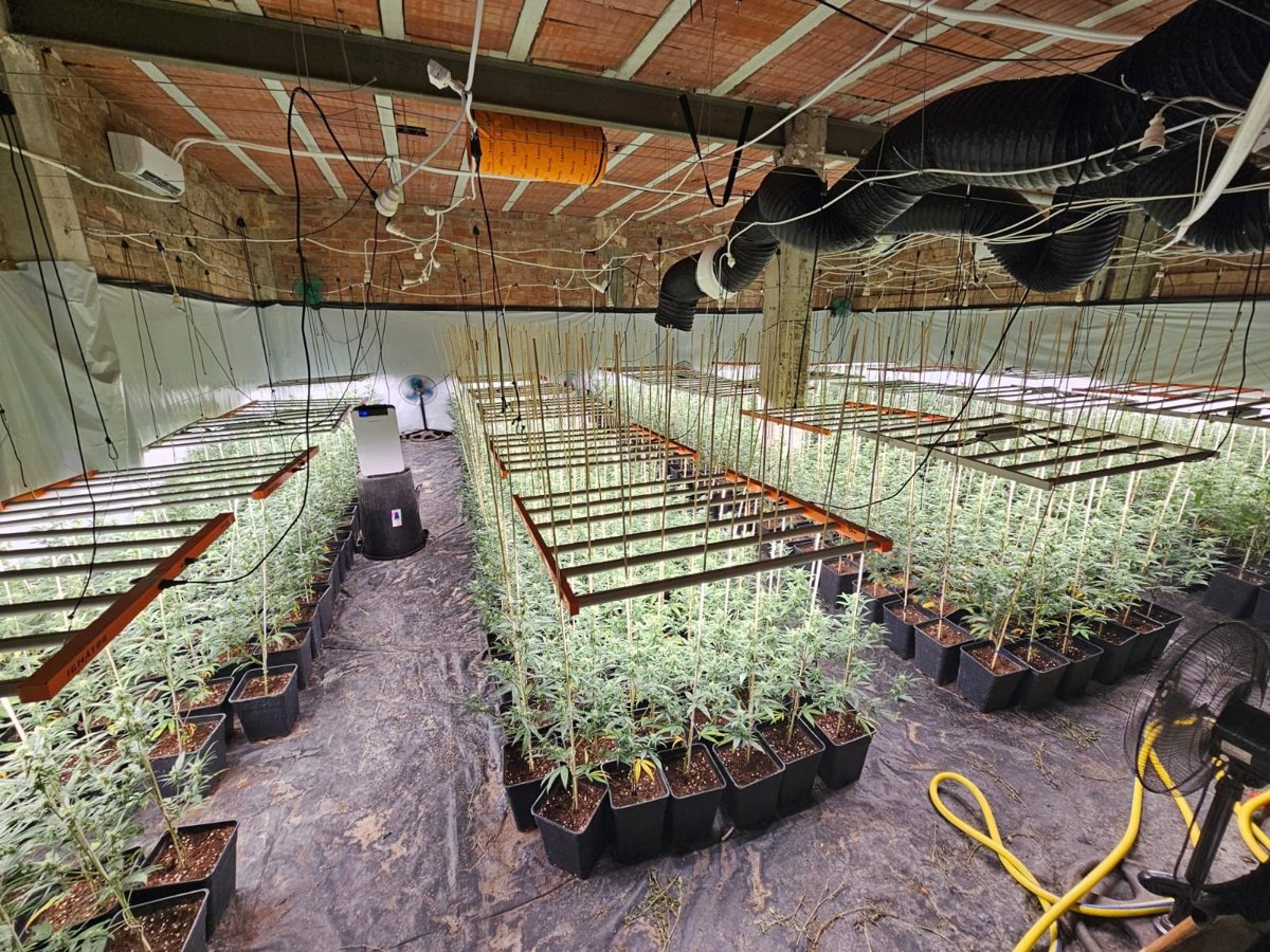 Detenido un hombre en Guadalcázar (Córdoba) con 768 plantas de marihuana en su poder