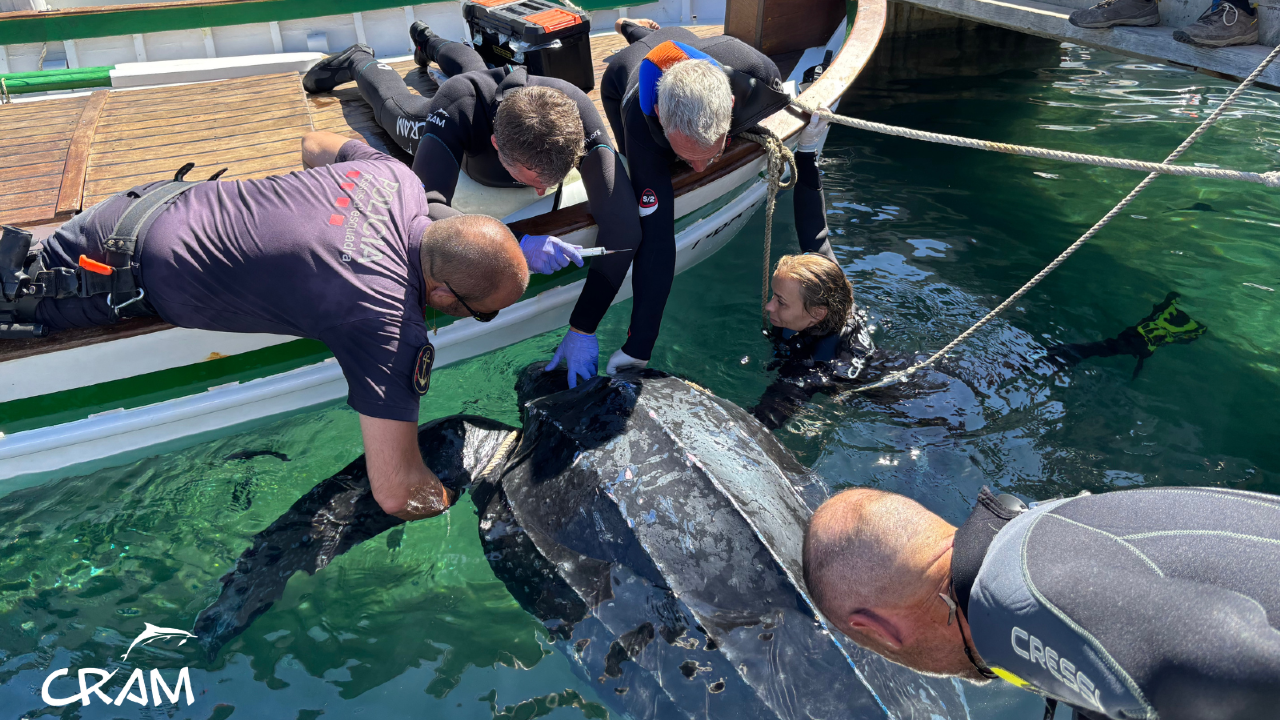 La colaboración ciudadana es esencial para el rescate de la fauna marina en situaciones de