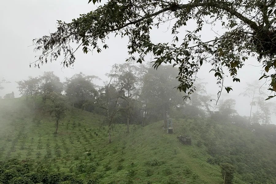 Frajares, un referente del café de especialidad en el Chocó Andino ecuatoriano, destaca por su