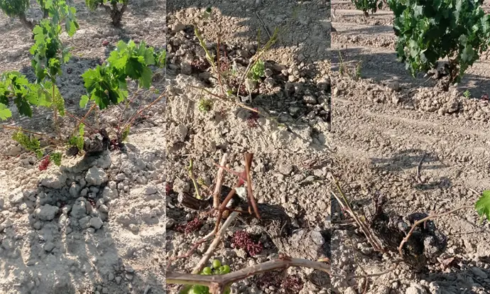 La UAGR-COAG presenta propuestas para mitigar los daños causados por la fauna salvaje