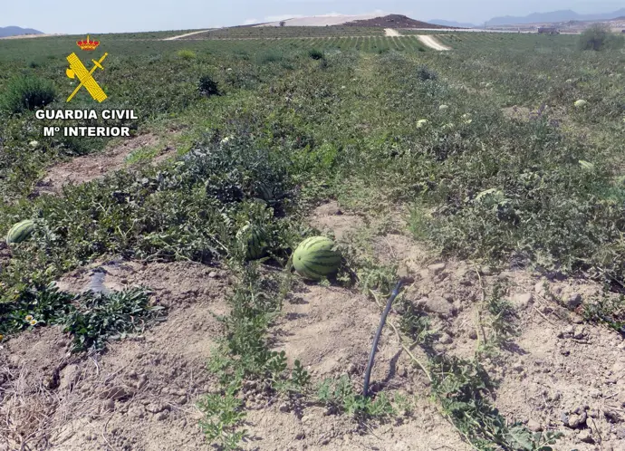 Dos empresarios agrícolas bajo investigación por convertir más de 50 hectáreas de secano en