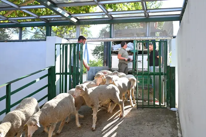 La Feria Internacional Ganadera de Zafra 2025 inicia el jueves con 2.000 animales y 600 expositores.