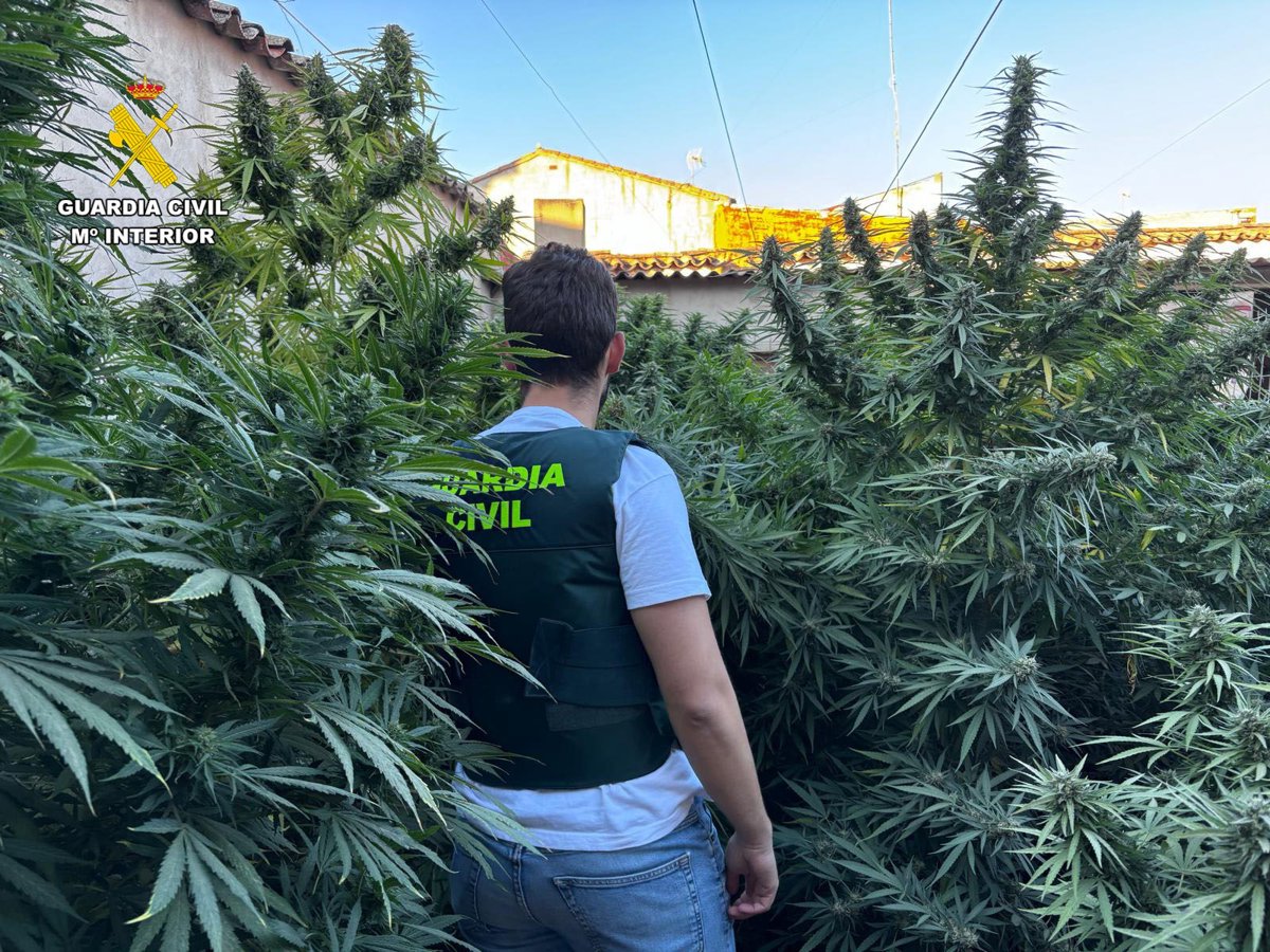 La Guardia Civil arresta a una mujer en Villarrobledo y recupera 135.000 dosis de marihuana