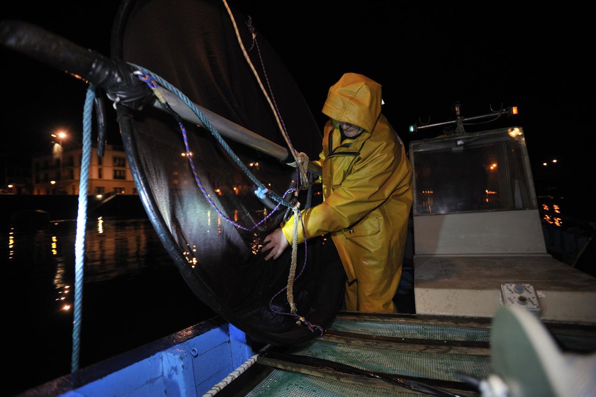 El Gobierno Vasco detiene la campaña de pesca de la angula 2025-2026 por la situación crítica de