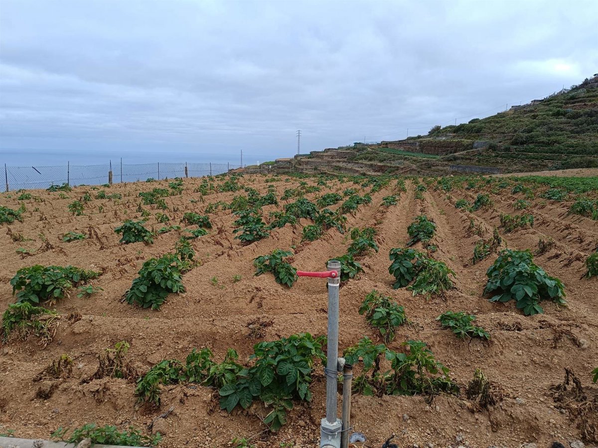 Asaga destaca que la flexibilización agrícola del Parlamento Europeo no afectará a Canarias
